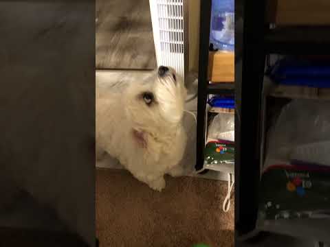 【puffy-107】Little puffy did not find foods, disappointed to walk away-小puffy没有找到食物，失望地走了(2021.6.8)