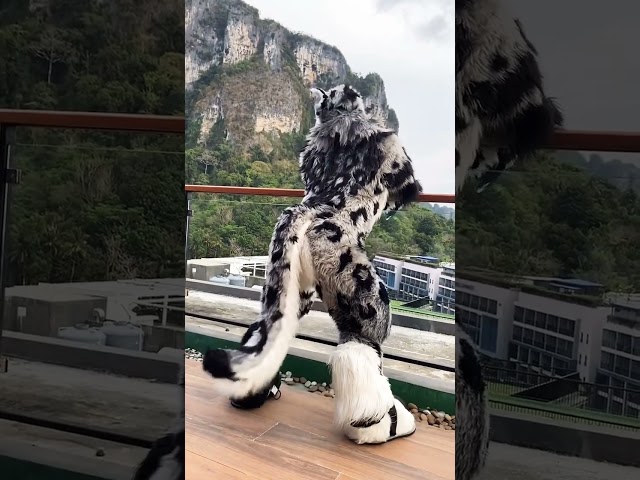 Vídeo relacionado con POIUIYQA Zapatos de Patas Cosplay Cute Slip-On para Convenciones de Anime, Comic Cons, Encuentros de Halloween y Fiestas de Disfraces Furry para Fursuit
