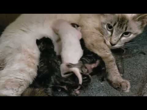 Update: Mama Olaf & Her Five Newborn Babies. ❤️