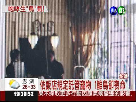 愛鳥寄放飯店喪命 房客火大咆哮