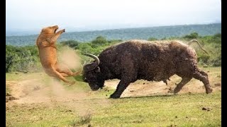 Download lagu Singa mati di hajar kerbau sampai mati| BUFFALO VS LION , LION LOST mp3