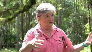 How do oak and pine trees affect allergies