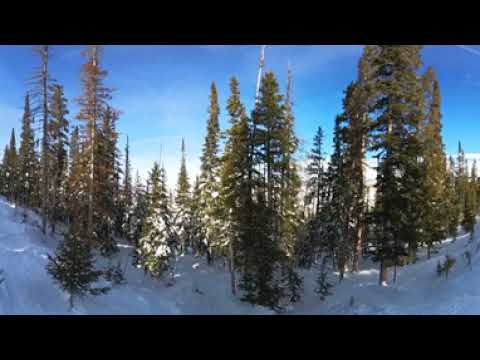 2024 01 20 1118 Beaver Creek Trees