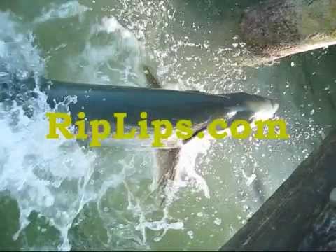 Tarponi