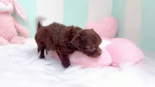 ハーフ犬の動画01