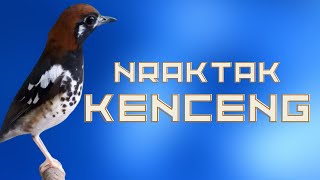 Download lagu DICOBA SUARA PANCINGAN ANIS KEMBANG NRAKTAK KENCENG-anis kembang macet langsung birahi mp3