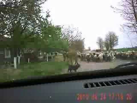 Curtici 2010.  Drumuri asfaltate cu  iz de berbeaca