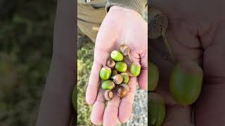 Wo sind die Sauen hin? #jagdpraxis #jagd