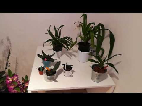 Phragmipedium and Paphiopedilum update for November