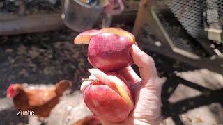 Chickens try apples. Will chickens eat apples
