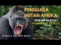 Penguasa Hutan Pemimpin Kuat Di Alam Hutan Afrika Gorila SilverBack Savana Afrika