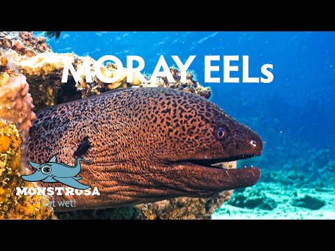Moray Eels: Masters of Nocturnal Hunting