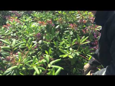 Tre minuter Bisvärm