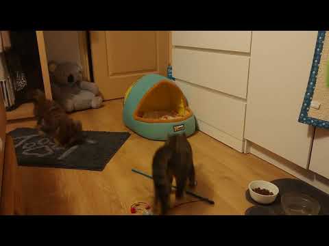 Nachtspiele - Shakuntala und Kicia bei den täglichen Ritual vor dem Schlafen gehen.