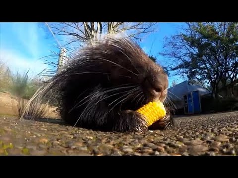 Cute animals feast on Thanksgiving treats at Oregon Zoo