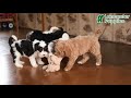 Mini Bernedoodle dogs for sale: Topper - Video 1
