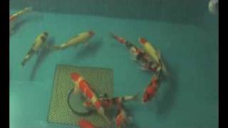 preview picture of video 'SHQ KOI breed by www.numa.sk'