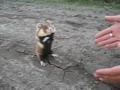 Berserk Hamster - Бешеный хомяк 