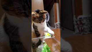 Cat boops a frog