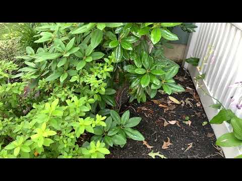 Bald-Faced Hornets Nest Hidden Well in the Bushes in Rumson, NJ