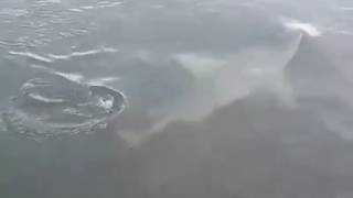 Bull Sharks Swim Into Swansea Channel