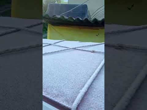 GEADA EM JUQUITIBA