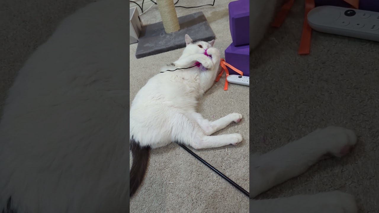 Enlarge Bee, a Adoptable Domestic Short Hair in Shawnee, KS video 6/6
