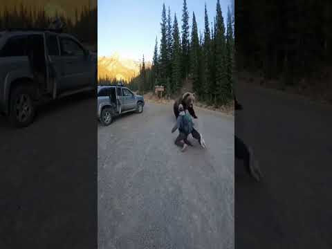 MASSIVE GRIZZLY ATTACKS HIKER   DOG'S HEROIC INTERVENTION #sora2 #americanbear #viralreel #blackbear