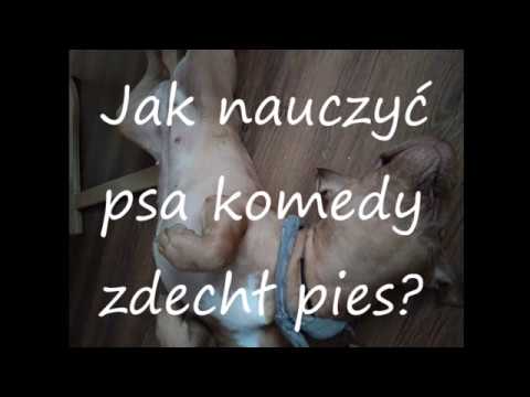 Jak nauczyć psa komendy zdechł pies ?