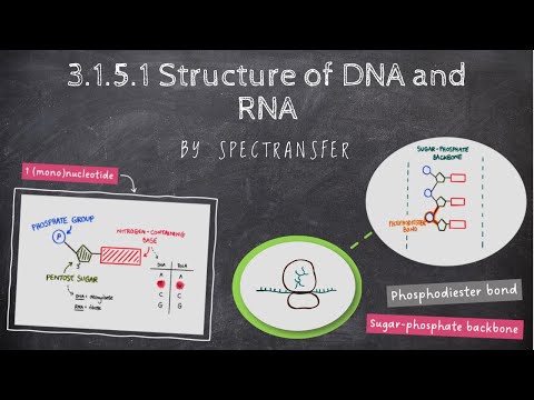 EASY REVISION AQA A-level Biology 3.1.5.1 Structure of DNA and RNA