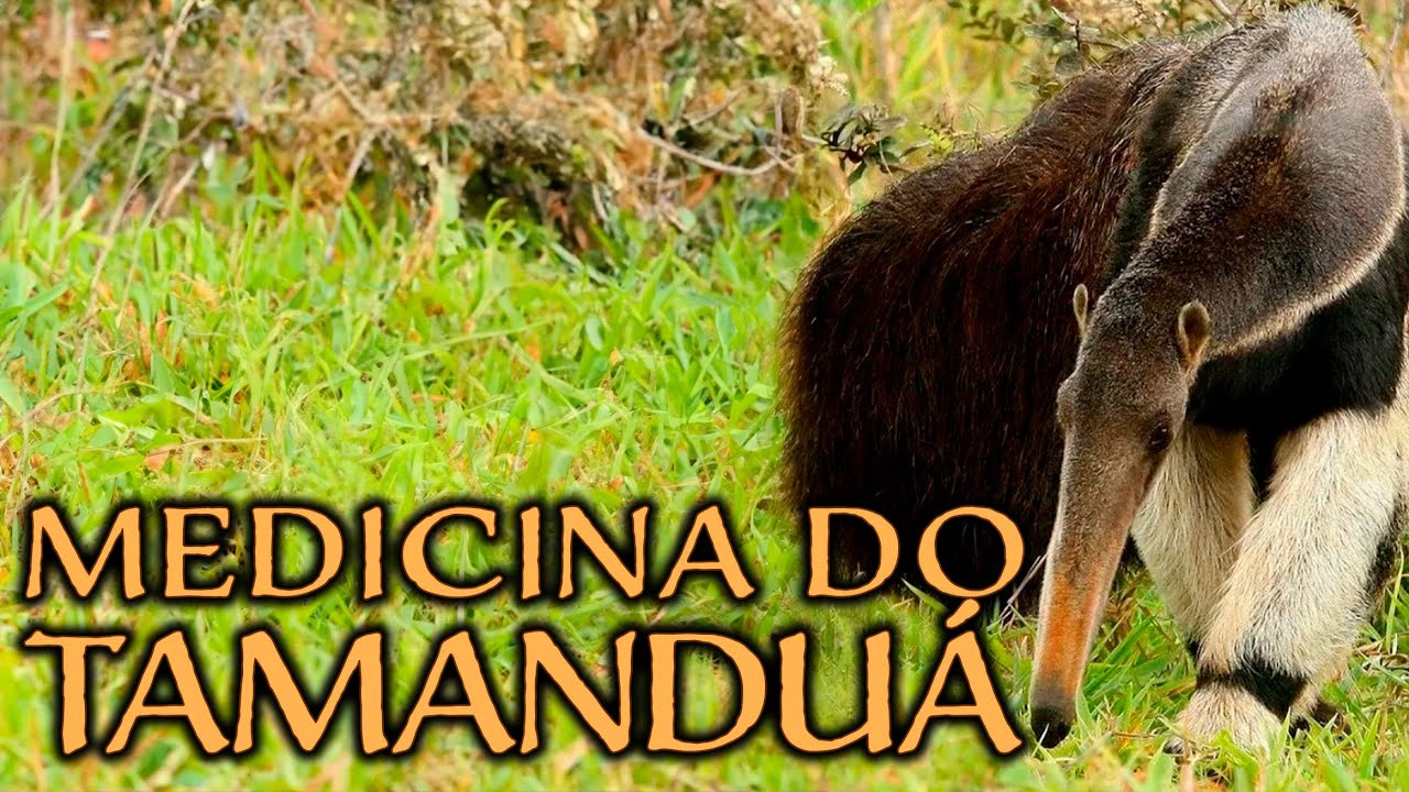 Medicina e Meditação do Animal de Poder Tamanduá #animaldepoder