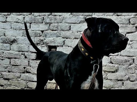 Black Bully Kutta of Maqsood Watto Top 10 Dog By Nafa TV HD