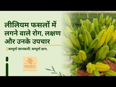 Lilium Flower | लीलियम फसल (महत्वपूर्ण जानकारी)| lilium plant | diseases in lilium