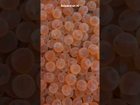 Künstliche Lachszucht ERKLÄRT