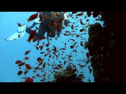 Viele bunte Fische Rotes Meer