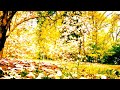 Beautiful Indian Nature Beautiful Nature Short Video