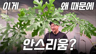 안스리움이요? 쟤가요? 왜요?????  ㅣ 안스리움 클라비제럼 분갈이ㅣ 대형 화분 분갈이 ㅣ 편집자 탈주 ㅣ…
