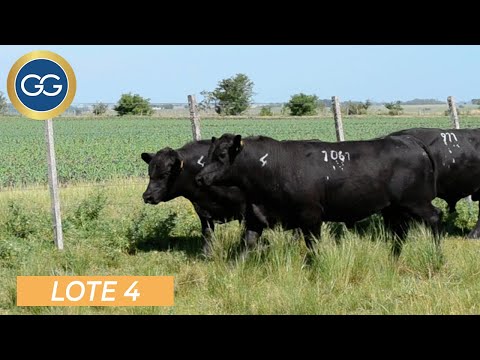 Lote de 3 toros Angus Negro