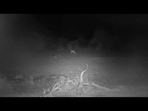 Djuma: Impala grazing - 19:15 - 11/05/21