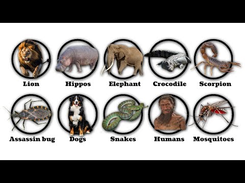 Every DEADLY animal with the most human kills EXPLAINED in 5 Minutes.