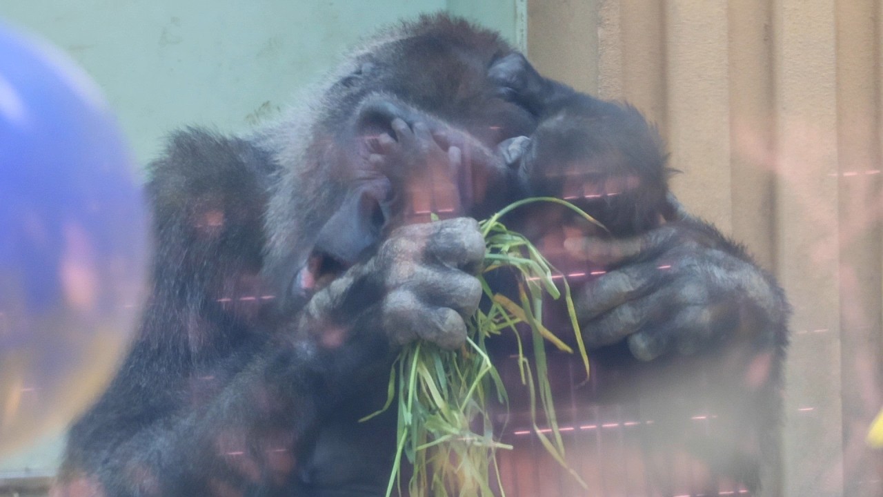 食べた？！怒った？自由すぎる赤ちゃんゴリラ・サンタロウ｜京都市動物園｜撮影日2026.4.2｜【きょうのゴリラ】