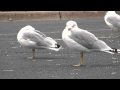Gulls In A Parking Lot