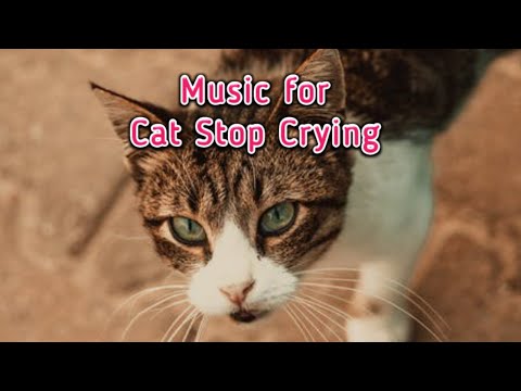 How to Make My Cat Stop Crying? 15 Mint Relaxing Music for Cat and Dogs, Helps Depression #cats