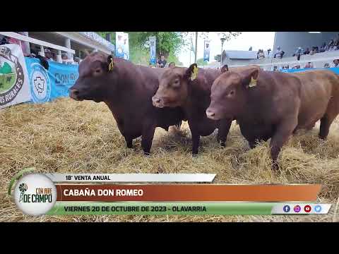 Resumen del remate de Cabaña Don Romeo - Viernes 20 de octubre de 2023 - Olavarria