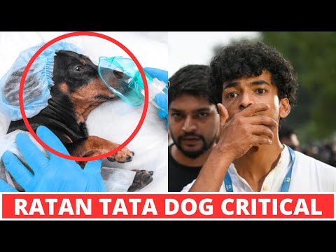 Shantanu Naidu Taking Care Of Ratan Tata Dog In Critical Condition