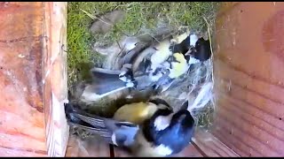 Attaque violente d'un mâle qui veut récupérer le nichoir