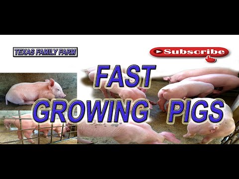 download lagu mp3 mp4 Pig Fat Supplement, download lagu Pig Fat Supplement gratis, unduh video klip Pig Fat Supplement
