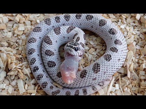 Another Way to Get a Picky Hognose Snake to Eat