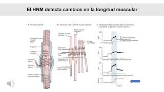 Sistemas motores (Parte 3)