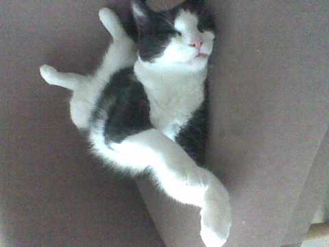 Boredoms - No Core Punk